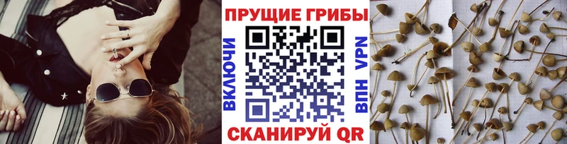 Псилоцибиновые грибы прущие грибы  Купить закладки  Большой Камень 